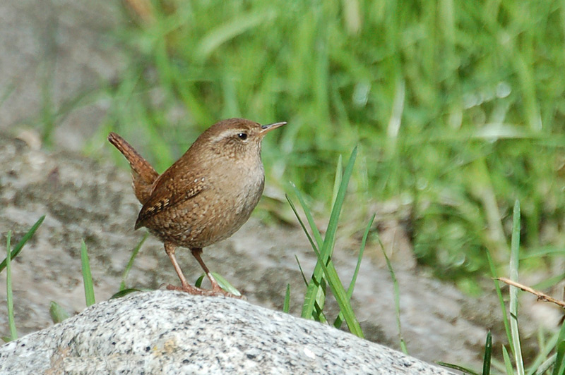 Cargolet comú