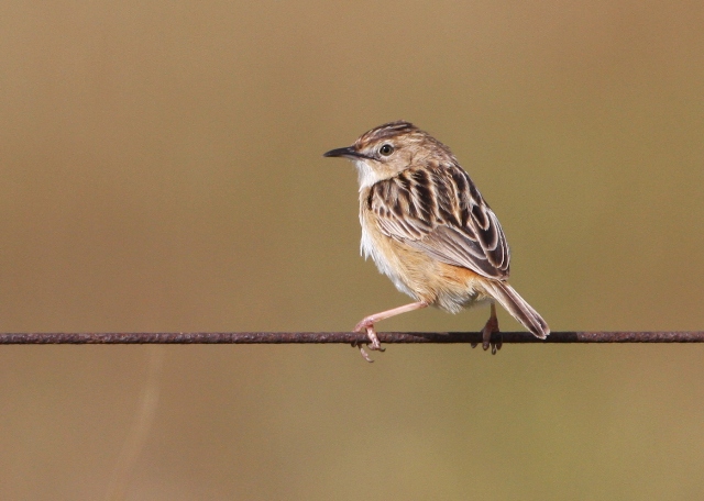 cisticola trist