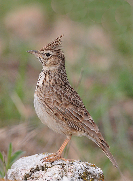 Cogullada fosca