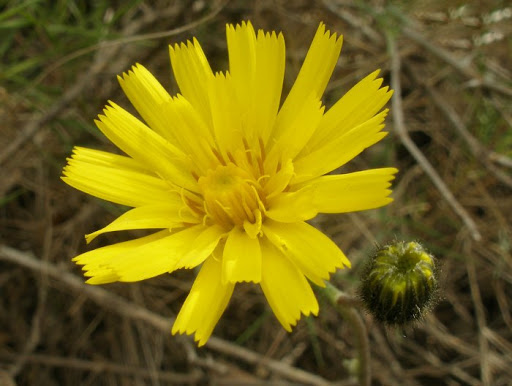 Herba de l’esparver