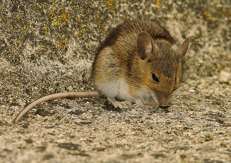 Rata casolana