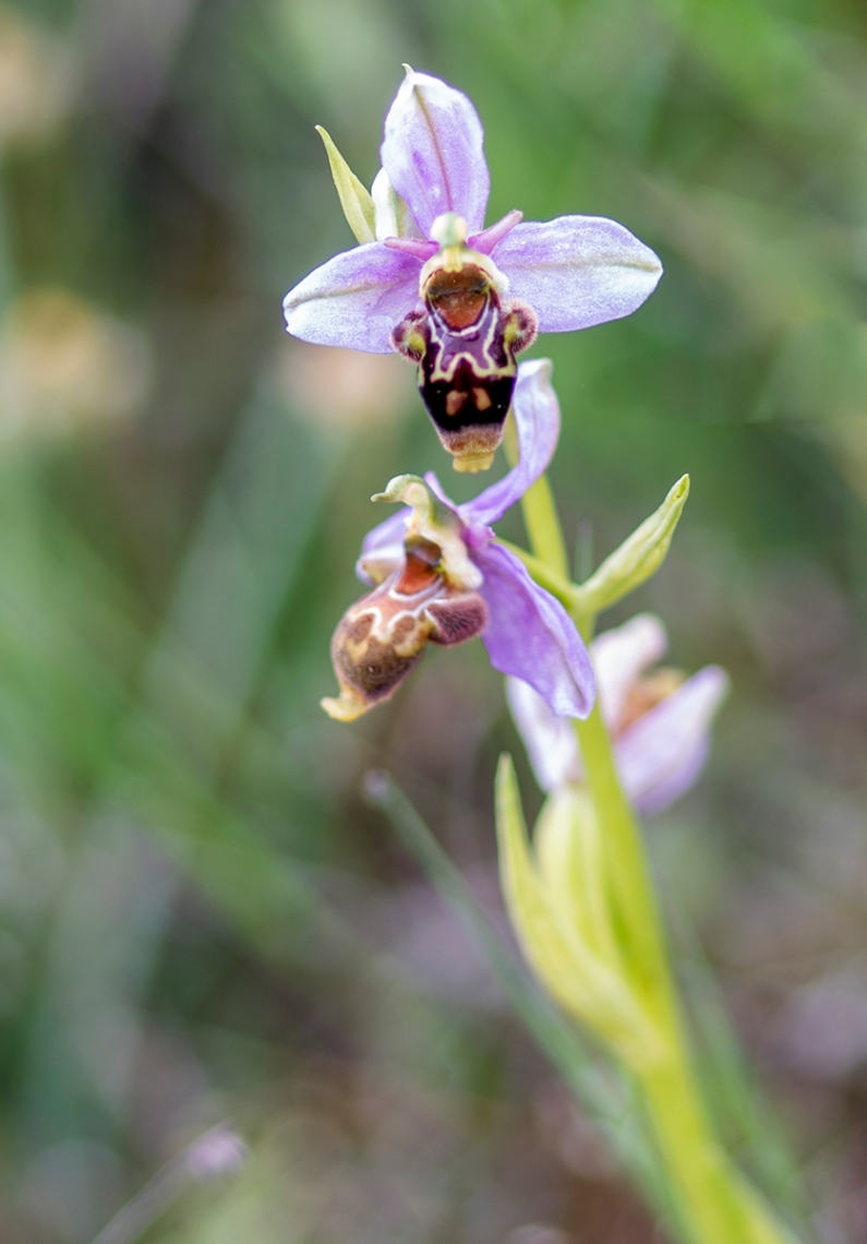 Orquídea silvestre