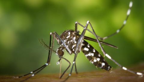 MOSQUIT TIGRE