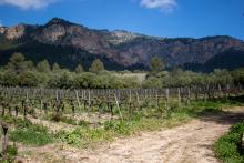 Bodegues es Puig